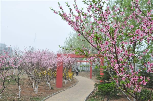 想在山東學習海事專業(yè)？為什么不選擇青島海洋技師學院呢？