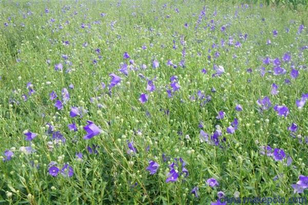 山東醫(yī)藥技師學(xué)院中學(xué)藥經(jīng)營(yíng)專業(yè)怎么樣？